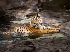 मध्य प्रदेश एक बार फिर से टाइगर स्टेट का दर्जा रखने में बरकरार, जानें किस राज्य में हैं कितने बाघ?