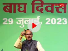 एमपी के टाइगर की सबसे ऊंची दहाड़, लगातार दूसरी बार टाइगर स्टेट का तमगा