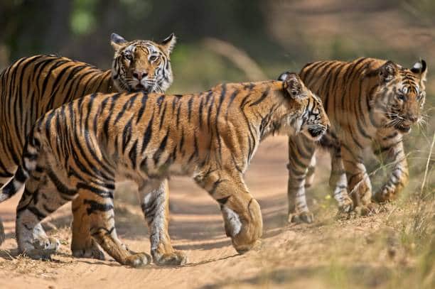 அதேபோல், இந்தியாவில் மொத்தம் 51 புலிகள் சரணாலயங்கள் இருக்கிறது இதில் தமிழ்நாட்டில் மட்டும் 5 சாரணாலயங்கள் இருக்கிறது.