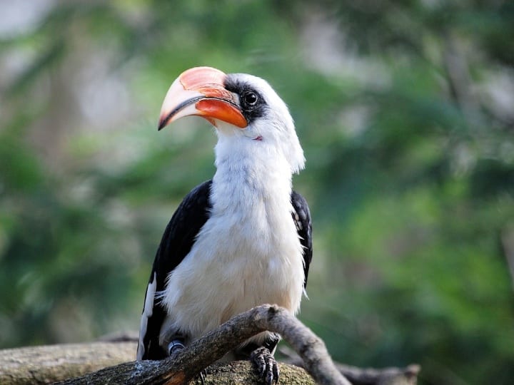 Hornbill is a bird in which after the death of the male the female and the children also die एक ऐसा पक्षी, जिसमें अगर नर मर जाए तो मादा और बच्चे भी तोड़ देते हैं दम
