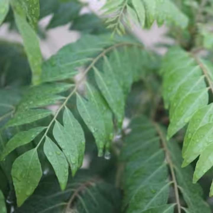 তবে, খাবারের স্বাদ বাড়ানো ছাড়াও, স্বাস্থ্যের পক্ষেও উপকারী কারিপাতা।  দিনের শুরুটা যদি কয়েকটি কারিপাতা সহযোগে হয়, তাহলে তা শরীরে বিস্ময় ঘটাতে পারে।