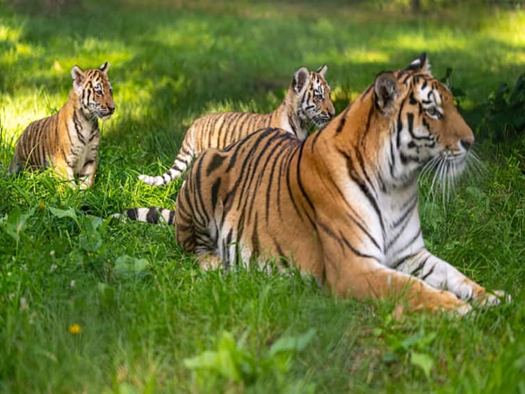 Madhya Pradesh Witnesses Impressive Surge in Tiger Population, Reaches 785, Leads Nation in Tiger Count Madhya Pradesh Retains Status Of 'Tiger State' With 785 Wild Cats, CM Says 'Day Of Great Pride'