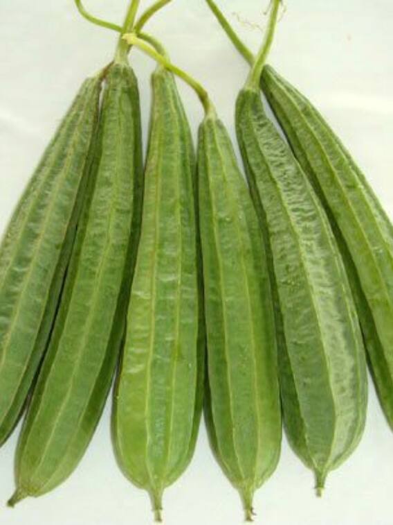 कई बीमारियों से निजात दिलाती है तोरई