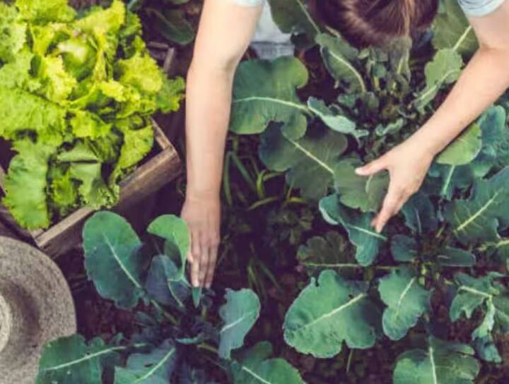 Farming: સમગ્ર ભારતમાં ચોમાસાની લહેર છે. આવી સ્થિતિમાં ખેડૂતો માટે સૌથી મોટો પ્રશ્ન એ છે કે શું આ સિઝનમાં પાકનું વાવેતર કરવું જોઈએ.