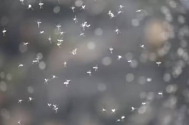 ਜਲਵਾਯੂ ਤਬਦੀਲੀ ਤਾਪਮਾਨ ਨੂੰ ਵਧਾ ਕੇ ਮੱਛਰਾਂ ਨੂੰ ਫਾਇਦਾ ਨਹੀਂ ਪਹੁੰਚਾਉਂਦਾ, ਬਲਕਿ ਲੰਬੇ ਸਮੇਂ ਤੱਕ ਬਰਸਾਤ ਹੋਣ ਨਾਲ ਵੀ ਮੱਛਰ ਚੰਗੀ ਤਰ੍ਹਾਂ ਪੈਦਾ ਹੋ ਰਹੇ ਹਨ। ਇਸ ਤੋਂ ਇਲਾਵਾ ਸੋਕੇ ਦੇ ਸਮੇਂ ਲੋਕ ਪਾਣੀ ਨੂੰ ਸਟੋਰ ਕਰਨਾ ਸ਼ੁਰੂ ਕਰ ਦਿੰਦੇ ਹਨ, ਜੋ ਮੱਛਰਾਂ ਦੇ ਵਧਣ ਦਾ ਕਾਰਨ ਬਣ ਜਾਂਦਾ ਹੈ।