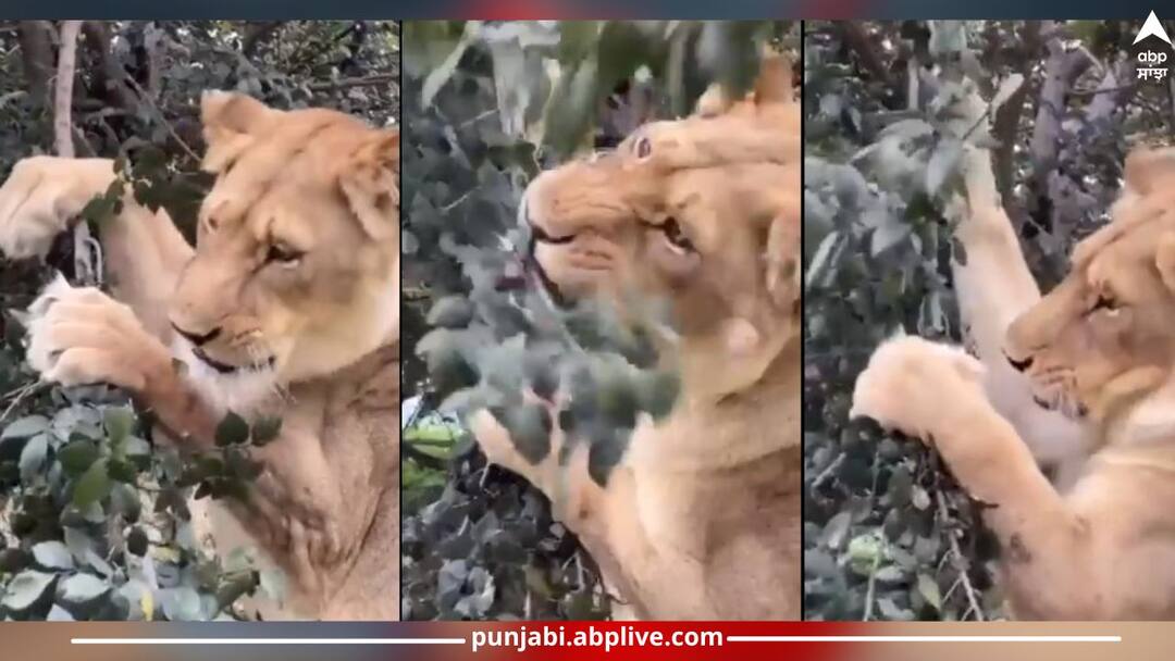 Viral Video: ਦਰੱਖਤ ਦੇ ਪੱਤੇ ਖਾਉਂਦਾ ਨਜ਼ਰ ਆਇਆ ਸ਼ੇਰ, ਲੋਕਾਂ ਨੇ ਕਿਹਾ- ਸਾਵਣ ਦਾ ਮਹੀਨਾ... ਸ਼ੇਰ ਵੀ ਬਣਿਆ ਵੈਸ਼ਨੂੰ, ਦੇਖੋ ਵੀਡੀਓ lion-eat-grass-and-tree-leaves-video-viral-on-social-media-watch-video Viral Video: ਦਰੱਖਤ ਦੇ ਪੱਤੇ ਖਾਉਂਦਾ ਨਜ਼ਰ ਆਇਆ ਸ਼ੇਰ, ਲੋਕਾਂ ਨੇ ਕਿਹਾ- ਸਾਵਣ ਦਾ ਮਹੀਨਾ... ਸ਼ੇਰ ਵੀ ਬਣਿਆ ਵੈਸ਼ਨੂੰ, ਦੇਖੋ ਵੀਡੀਓ