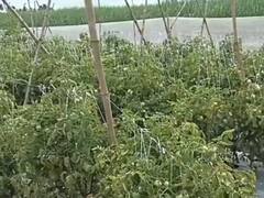 Tomato : कोल्हापुरात शेतातील टोमॅटोवर चोरट्यांचा डल्ला; सीसीटीव्ही असूनही चकवा देत शेतकऱ्याचा घास हिरावला