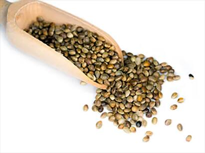 Hemp Seeds And Their Incredible Benefits for health and tips for womens beauty Hemp Seeds : முகப்பொலிவுக்கும், முக்கிய சத்துக்களுக்கும் இருக்கவே இருக்கு.. சணல் விதைகளின் மகத்துவம் தெரியுமா?