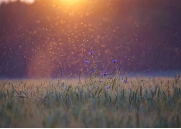 ਇਸ ਤੋਂ ਇਲਾਵਾ ਇਸ ਦਾ ਇੱਕ ਸਾਈਡ ਇਫੈਕਟ ਇਹ ਵੀ ਹੈ ਜਿਸ ਵੱਲ ਕਿਸੇ ਨੇ ਧਿਆਨ ਨਹੀਂ ਦਿੱਤਾ। ਉਹ ਇਹ ਹੈ ਕਿ ਗਲੋਬਲ ਵਾਰਮਿੰਗ ਕਾਰਨ ਮੱਛਰਾਂ ਦੀ ਗਿਣਤੀ ਵਧੇਗੀ।