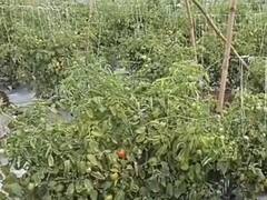 Tomato : कोल्हापुरात शेतातील टोमॅटोवर चोरट्यांचा डल्ला; सीसीटीव्ही असूनही चकवा देत शेतकऱ्याचा घास हिरावला