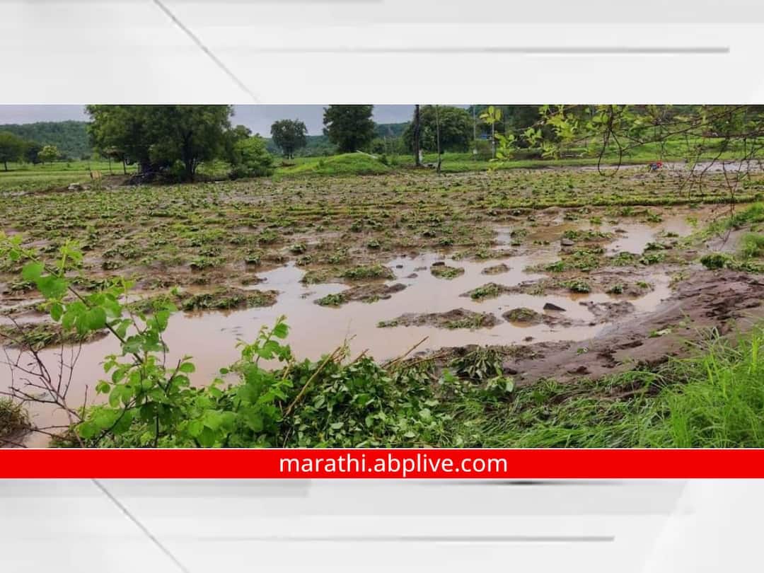 Nanded Rain: नांदेड जिल्ह्यात पूर परिस्थिती, 57 मंडळात अतिवृष्टी; तब्बल 378 नागरिकांना सुरक्षितस्थळी हलविले Nanded Rain News Flood situation in Nanded district Heavy rain in 57 circles 378 citizens were shifted to safe place Nanded Rain: नांदेड जिल्ह्यात पूर परिस्थिती, 57 मंडळात अतिवृष्टी; तब्बल 378 नागरिकांना सुरक्षितस्थळी हलविले