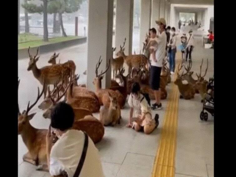 Anand Mahindra Shares Video Of Deer Taking Shelter Alongside Humans Amid Heavy Rain.Watch Anand Mahindra Shares Video Of Deer Taking Shelter Alongside Humans Amid Heavy Rain.Watch