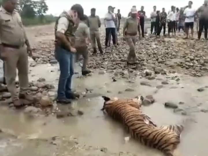 Uttarakhand tiger dead body found near Dhela river in Corbett Tiger Park ann Uttarakhand News: 'इंटरनेशनल टाइगर डे' पर बुरी खबर, कॉर्बेट पार्क में ढेला नदी के पास मिला बाघिन का शव, मचा हड़ंकप