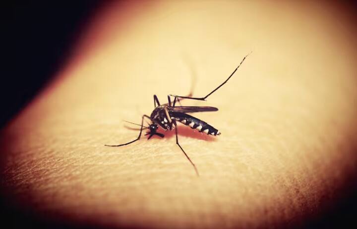 ਇਸ ਤੋਂ ਇਲਾਵਾ ਇਸ ਦਾ ਇੱਕ ਸਾਈਡ ਇਫੈਕਟ ਵੀ ਹੈ ਜਿਸ ਵੱਲ ਕਿਸੇ ਨੇ ਧਿਆਨ ਨਹੀਂ ਦਿੱਤਾ। ਯਾਨੀ ਗਲੋਬਲ ਵਾਰਮਿੰਗ ਕਾਰਨ ਮੱਛਰਾਂ ਦੀ ਗਿਣਤੀ ਵਧੇਗੀ।