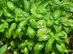 Monsoon Farming: ચોમાસામાં કરો આ શાકભાજીની ખેતી, ખેડૂતોને થશે તગડો નફો