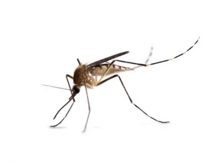 Ways To Protect Your Children From Dengue Fever Dengue Fever: பெற்றோர்களே..! டெங்கு காய்ச்சல் அபாயம்.. குழந்தைகளை பாதுகாக்க என்ன செய்ய வேண்டும்..?