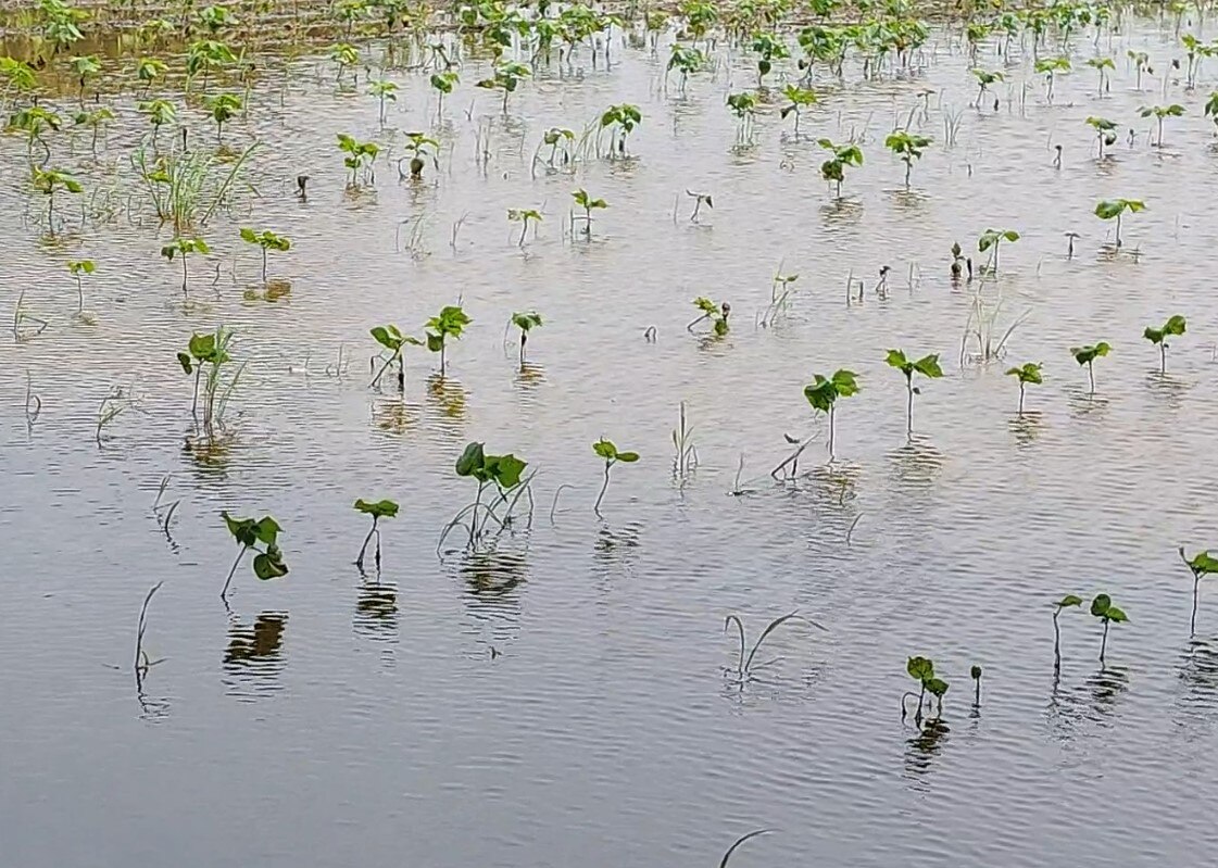 Gujarat Rain: ગુજરાતના આ વિસ્તારમાં લીલા દુષ્કાળનું સંકટ, જો વરસાદે ખમૈયા ન કર્યા તો જગતનો તાત થઈ જશે પાયમાલ