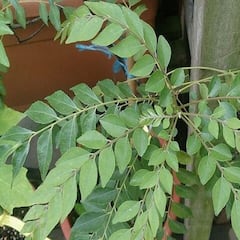 Health Tips : দিনের শুরুতেই খালি পেটে চিবিয়ে নিন ৫-৬টি কারিপাতা, ম্যাজিকের মত কাজ করবে শরীরে