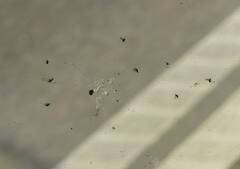 ਗਲੋਬਲ ਵਾਰਮਿੰਗ ਨਾਲ ਪੈਦਾ ਹੋਵੇਗੀ ਇੱਕ ਹੋਰ ਵੱਡੀ ਸਮੱਸਿਆ, ਦੁਨੀਆ 'ਚ ਵਧਣਗੇ ਮੱਛਰ- ਖੋਜ