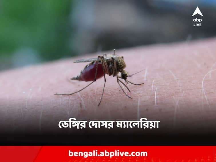 amidst dengue situation almost 9 people affected in malaria hospitalized Malaria: কলকাতায় ডেঙ্গির দোসর ম্যালেরিয়া, আক্রান্ত হয়ে হাসপাতালে ভর্তি প্রায় ৯ জন