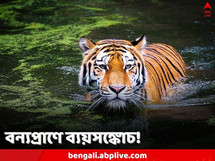 Tiger and Elephant Projects: দু’বছরে বরাদ্দের অর্ধেক টাকা সুন্দরবনকে, ব্যাঘ্র ও হাতি প্রকল্পের একত্রীকরণে খরচ কমানোই কি লক্ষ্য!বন্যপ্রাণ সংরক্ষণ ঘিরে উদ্বেগ Tiger and Elephant projects merged by Centre experts fear fund crunch for Sundarbans Tiger and Elephant Projects: দু’বছরে বরাদ্দের অর্ধেক টাকা সুন্দরবনকে, ব্যাঘ্র ও হাতি প্রকল্পের একত্রীকরণে খরচ কমানোই কি লক্ষ্য!বন্যপ্রাণ সংরক্ষণ ঘিরে উদ্বেগ