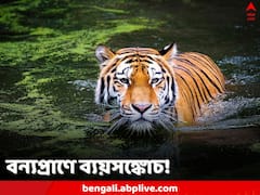 দু’বছরে বরাদ্দের অর্ধেক টাকা সুন্দরবনকে, ব্যাঘ্র ও হাতি প্রকল্পের একত্রীকরণে খরচ কমানোই কি লক্ষ্য!বন্যপ্রাণ সংরক্ষণ ঘিরে উদ্বেগ