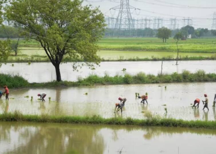 if re Sowing of paddy is not possible farmers should grow alternative Crops Punjab Flood : ਹੜ੍ਹ ਨਾਲ ਹੋਏ ਨੁਕਸਾਨ ਨੂੰ ਦੇਖ ਕੇ ਖੇਤੀ ਮਾਹਿਰਾਂ ਨੇ ਕਹੀ ਇਹ ਵੱਡੀ ਗੱਲ, ਕਿਸਾਨਾਂ ਨੂੰ ਮਿਲੇਗਾ ਫਾਇਦਾ