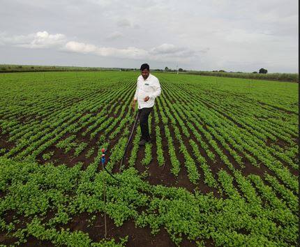 Latur : लातूर (Latur) जिल्ह्यातील एका शेतकऱ्याने कोथिंबीरीच्या (coriander) शेतीतून लाखोंचा नफा मिळवला आहे.