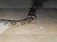 देखते ही देखते  विशालकाय अजगर को निगल गया कोबरा, Video देखकर फटी रह गईं लोगों की आंखें