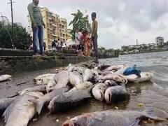 Kalyan News : कल्याणमधील गौरी पाडा तलावात मृत माशांचा खच; पाहा फोटो