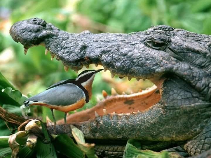 plover bird is called the dentist of crocodile know here मगरमच्छ का पर्सनल डेंटिस्ट है ये पक्षी, मुंह के अंदर घुसकर करता है दांतों की सफाई