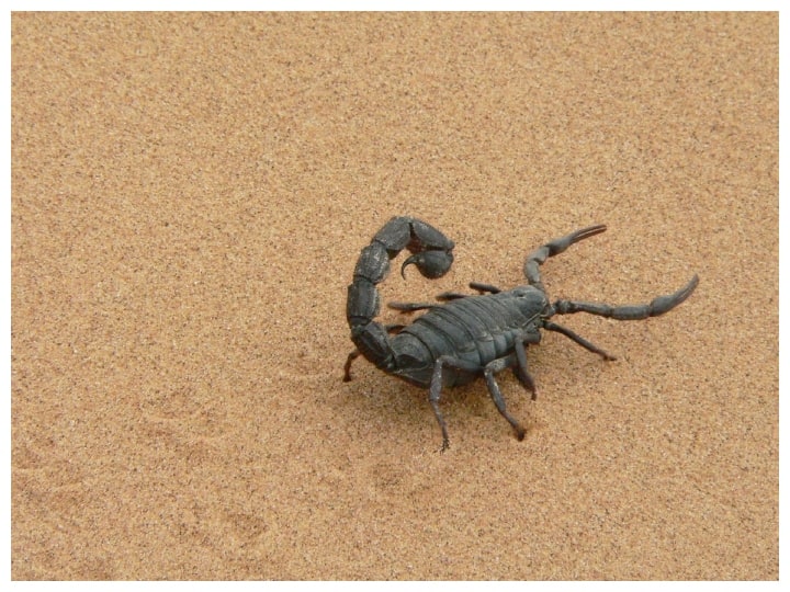 अब जानते हैं कि आखिर बिच्छू के जहर की कीमत कितनी है? बिच्छू के एक लीटर जहर की कीमत करीब दस लाख डॉलर तक है यानी करीब 8 करोड़ रुपये.