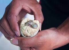 Pearl Farming: આ ખેતીથી ખેડૂતો બની રહ્યા છે ધનિક, તમે પણ કરી શકો છો આ કામ