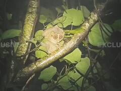 EXCLUSIVE : तळकोकणातल्या घनदाट जंगलात आढळला दुर्मिळ 'वनमानव'