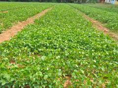 ये हरे दाने आपको मालामाल बना देंगे, जानिए कैसे होती है इनकी खेती