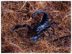 7 करोड़ से भी ज्यादा में बिकता है बिच्छू का जहर! इसके अंदर है ये चीज, जो इसे बनाती है महंगा