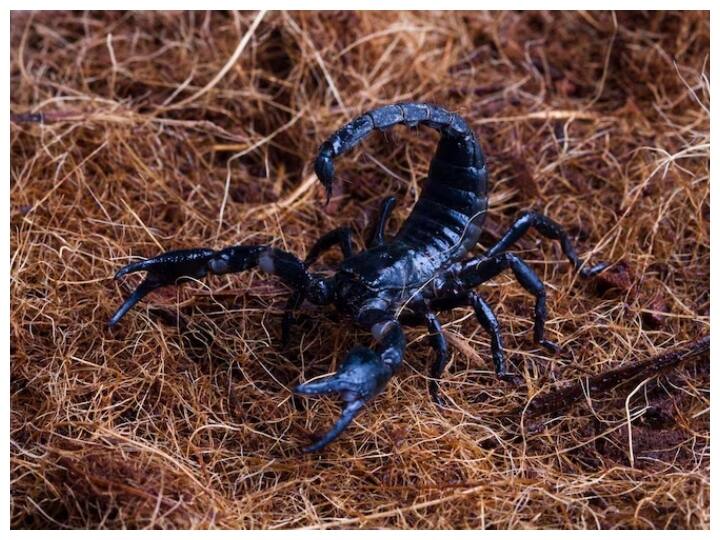 आप भी सोच रहे होंगे कि आखिर बिच्छू के जहर में होता क्या है. बिच्छू के जहर का इस्तेमाल दवाइयों में किया जाता है.