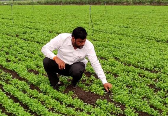 Latur : कोथिंबीर शेतीचा यशस्वी प्रयोग, दोन महिन्यात 16 लाखांचं उत्पन्न