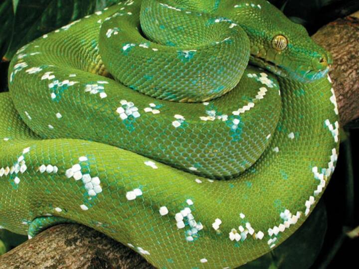 यह प्रजाति काफी दुर्लभ मानी जाती है और बहुत कम नजर आती है. इन्हे आमतौर पर इंडोनेशिया के द्वीपों, न्यू गिनी और ऑस्ट्रेलिया में देखा जा सकता है.