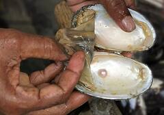 Pearl Farming: આ ખેતીથી ખેડૂતો બની રહ્યા છે ધનિક, તમે પણ કરી શકો છો આ કામ