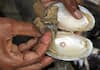 Pearl Farming:  આ ખેતીથી ખેડૂતો બની રહ્યા છે ધનિક, તમે પણ કરી શકો છો આ કામ