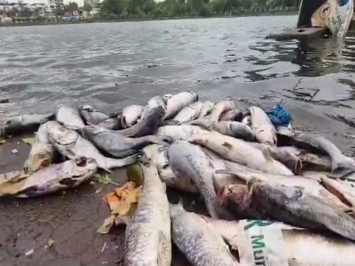 Kalyan News : कल्याण पूर्वेमधील गौरी पाडा तलावात मृत माशांचा खच आढळल्याने स्थानिकांमध्ये खळबळ उडाली आहे.
