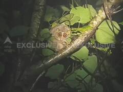 EXCLUSIVE : तळकोकणातल्या घनदाट जंगलात आढळला दुर्मिळ 'वनमानव'