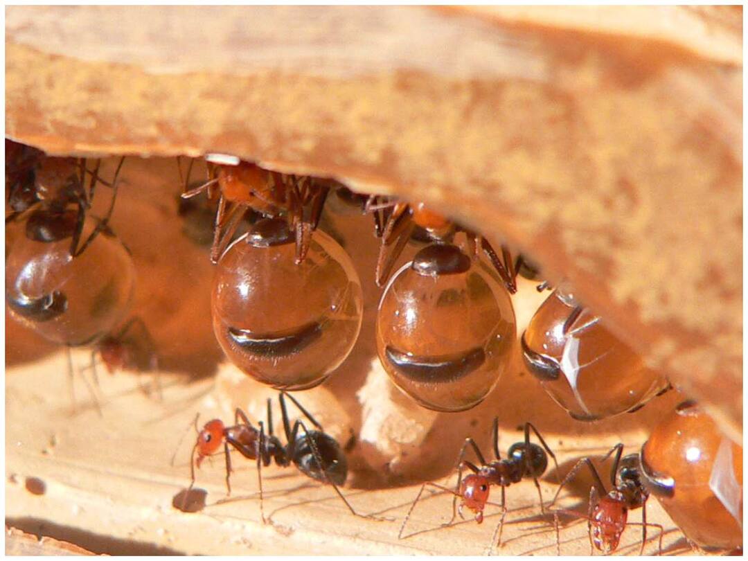 Not only bees but also ants make honey and this honey is very expensive Honey Ants: తేనెటీగలే కాదు చీమలు కూడా తేనెను తయారు చేస్తాయి, ఈ తేనే ఎంతో ఖరీదు