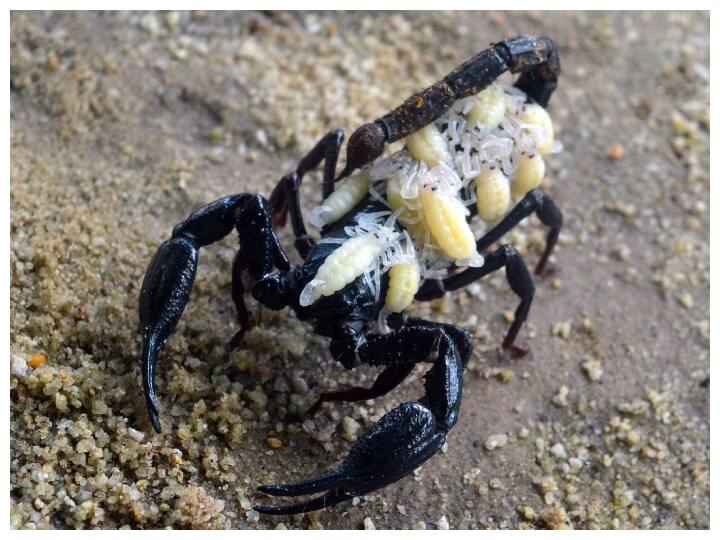 इसके साथ ही बिच्छू के जहर से ब्यूटी प्रोडक्ट्स भी बनाए जाते हैं.