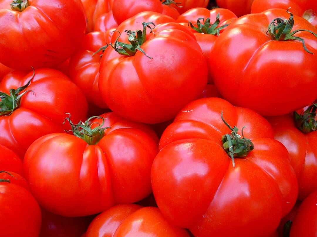 Tomato Price would rise to Rs 200 People request Government to Control Spiralling Tomato Prices Tomato Price Hike: புதிய உச்சம்; விலையைக் கண்டு கண்ணீர்தான் மிச்சம்- ரூ.200-ஐத் தொட்ட தக்காளி விலை!