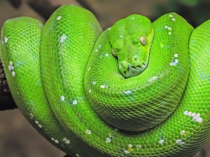 green tea python snake costs in market is 3 crore | इस सांप की कीमत है ...