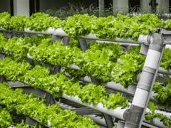 यहां सिर्फ पानी में उग रही हैं सब्जियां, जानिए इस कमाल की हाइड्रोपॉनिक्स तकनीक के बारे में