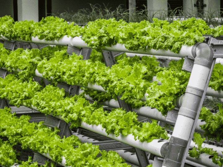 आपको बता दें, हाइड्रोपॉनिक तकनीक को अमेरिका, सिंगापुर, ब्रिटेन और जर्मनी जैसे देशों में पहले से ही इस्तेमाल किया जा रहा है. और अब भारतीय किसानों के बीच भी ये तकनीक काफी लोकप्रिय हो रही है. इससे किसानों को जमकर मुनाफा हो रहा है.