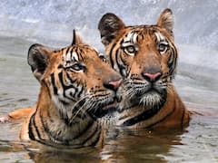 मुकंदरा को शीघ्र मिल सकता है बाघों का एक और जोड़ा, पर्यावरण मंत्री से मिला आश्वासन